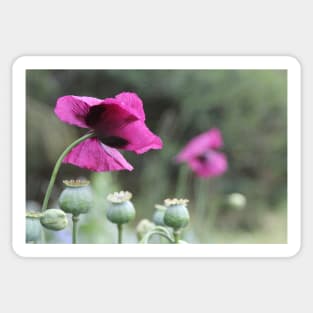 Magenta Poppies Sticker